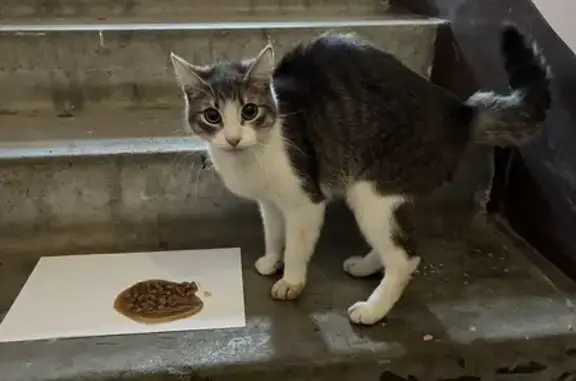 Найдена кошка, Орёл, фото: Кошка найдена на ул. Чечневой, 3, Орёл