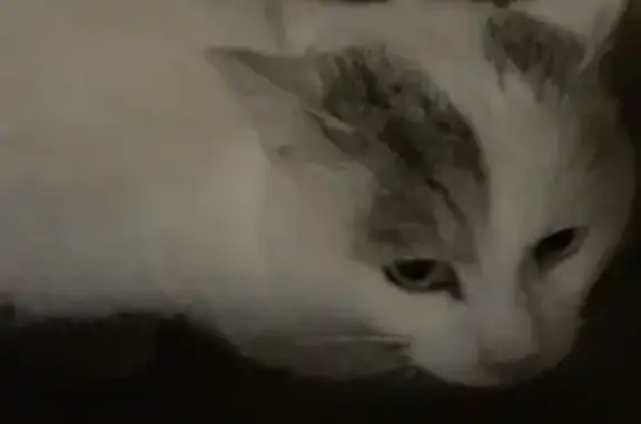 Кошка найдена: Миловка, Башкортостан