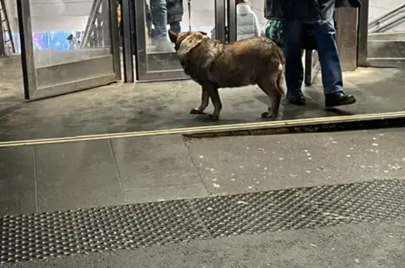 Собака у метро Пл. Ильича, Москва