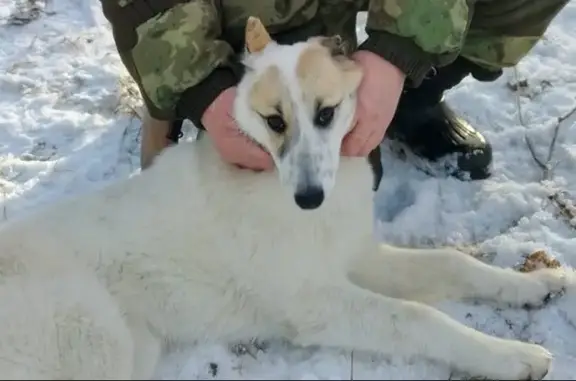 Пропала лайка, ул. Туйчина, Червишево