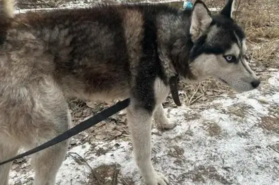 Пропал хаски, пр. Заречье, Казань