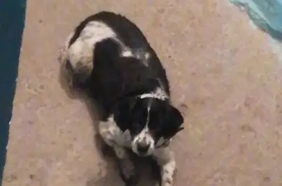 Найдена собака, Волгоград, фото: Собака найдена: пр. Героев Сталинграда, 39