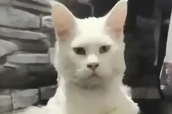 Кошки потеряшки, Краснодар, фото: Потеряшка мейн-кун: ул. Речная, 26