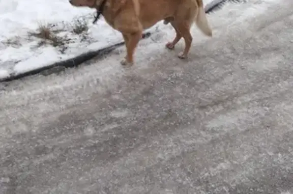 Собака найдена в ЖК Смайлино, Рязань