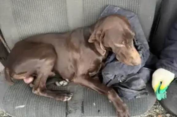 Потерян пес, ул. Ленина, 150, Ольгинская