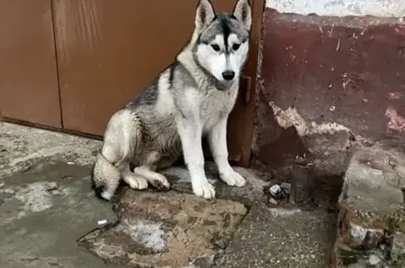 Собака найдена у магазина "Малыш", Курчатова 4