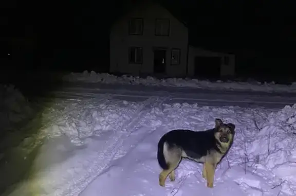 Собака найдена: Бобинское, Кировская обл.