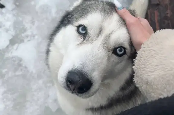 Собаки потеряшки, , фото: Потеряшка хаски в СНТ Лотос, Сергиев Посад