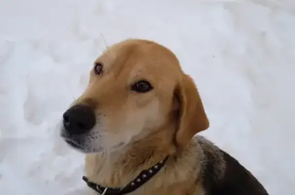 Собака найдена, ул. Ленина, Теньгушево