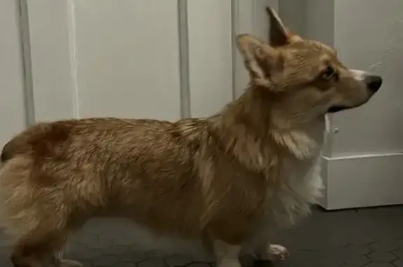 Найдена собака, Молодежный, фото: Собака найдена на Венёвском шоссе