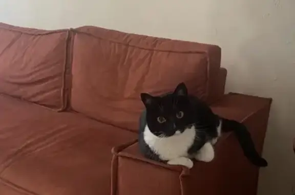 Кошки потеряшки, Калуга, фото: Потеряшка кошка, Малый пер., 9А, Калуга