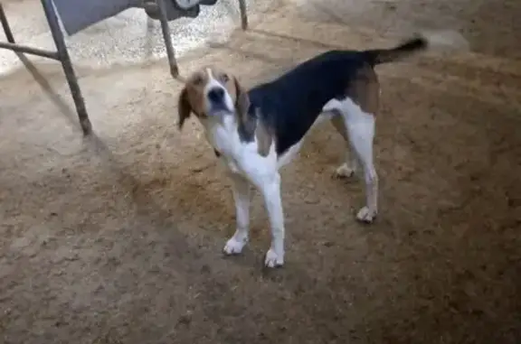 Собака найдена, Центральная ул., Пристень