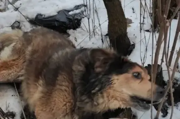 Собака найдена на ул. Ленина, 22Б, Михнево