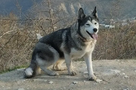 Пропала собака, ВЕЛОSEA, Геленджик