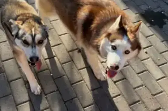 Собаки потеряшки, , фото: Потеряшкаи собаки: Интернациональная, 34, Казань