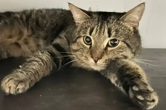 Кошка найдена: ул. Папина, 31, Липецк