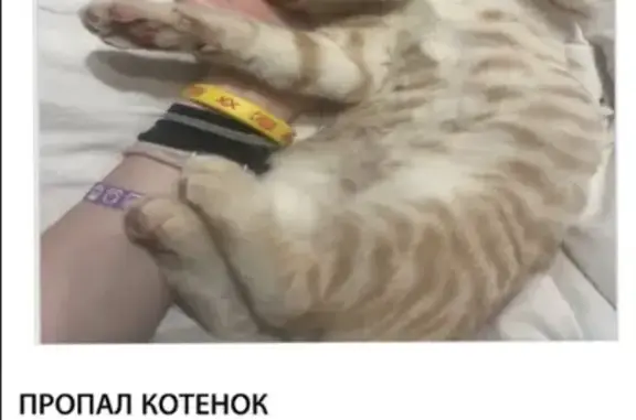 Пропал котёнок, ул. Димитрова, 8