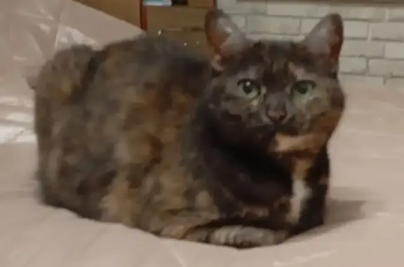 Кошки потеряшки, Тверь, фото: Потеряшка кошка, бульвар Шмидта, 47, Тверь