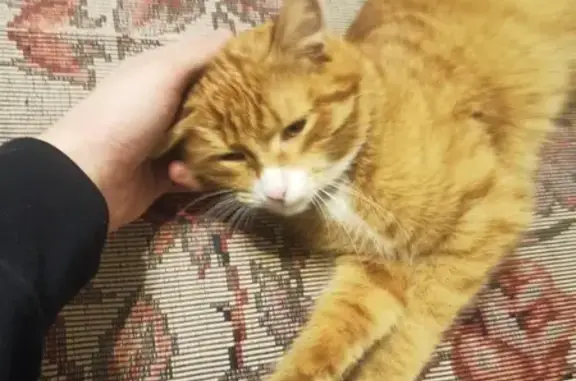 Найдена кошка, Дзержинск, фото: Найден рыжий кот, Октябрьская 53, Дзержинск