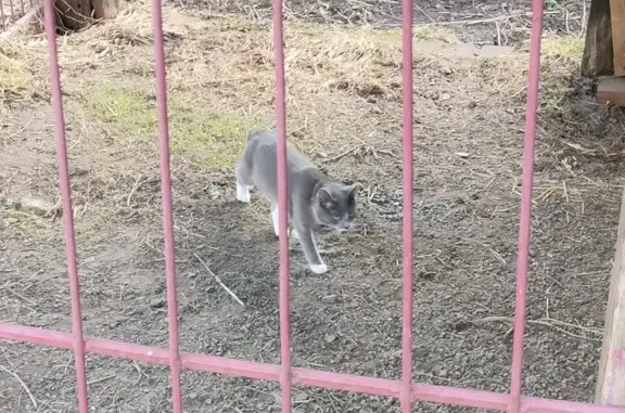 Пропала кошка, Вишнёвый пер., Клинцы