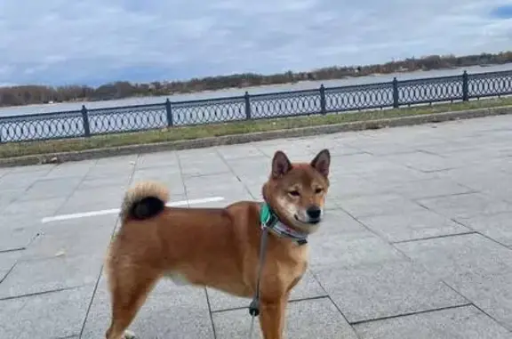 Собаки потеряшки, Слоним, фото: Потеряшка собака, ул. Головского 13, Слоним