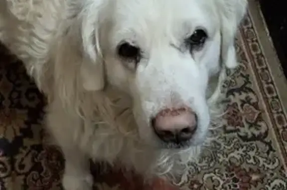 Найдена собака, Тепличный, фото: Ретривер найден: Тепличная ул. 53