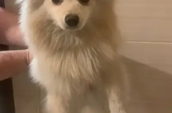 Найдена собака, Иркутск, фото: Собака найдена на Багратиона, Иркутск