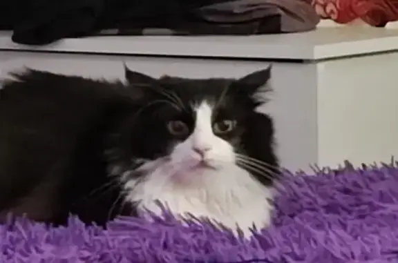 Кошки потеряшки, Мценск, фото: Потеряшка пушистая кошка, Тульская 17, Мценск