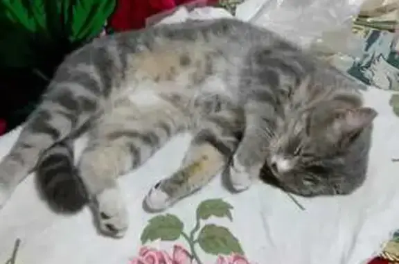 Кошка найдена: ул. Химиков 32, Лобва