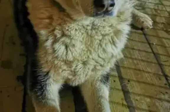 Найдена собака, , фото: Собака найдена в МО, похож на хаски