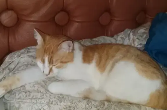 Потерянные животные , фото: Пропал кот в Голубом Заливе, Крым