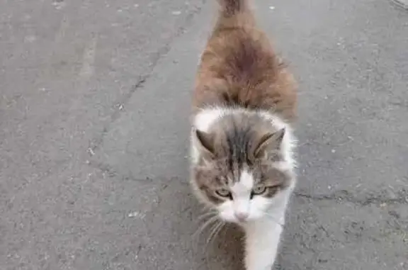 Кошка найдена в подвале, Приморский край - photo