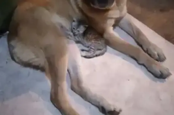 Собаки потеряшки, Калинка, фото: Потеряшка собака, Первомайская ул., Калинка