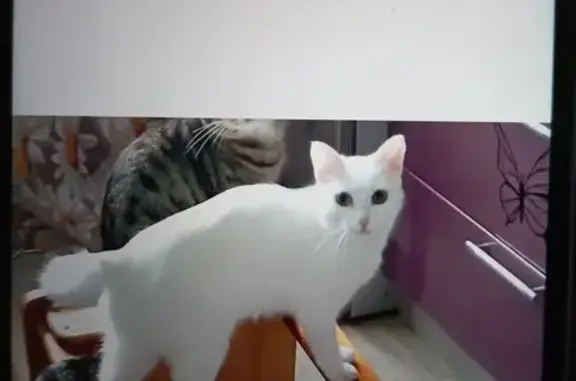 Кошки потеряшки, Североуральск, фото: Потеряшка белая кошка, ул. Ленина, 43