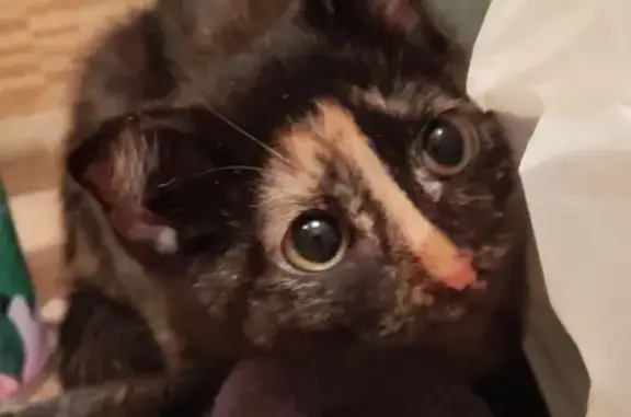 Найдена кошка, , фото: Кошка найдена, ул. Льва Толстого, 39