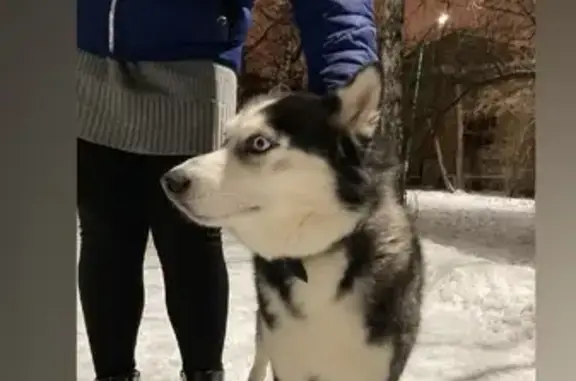 Найдена собака, Екатеринбург, фото: Хаски найден на Мамина-Сибиряка, 73
