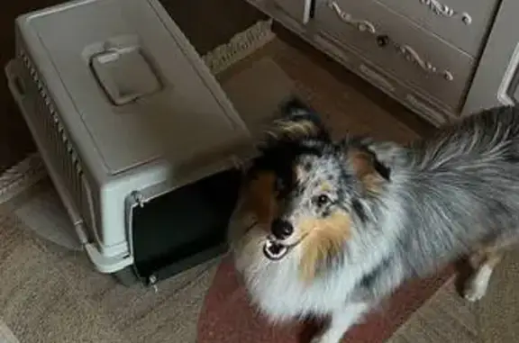 Собаки потеряшки, , фото: Потеряшка собака, Чебоксары, Пионерская 40Б