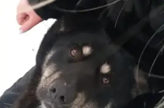 Собака найдена: Майская ул., Кокшайск