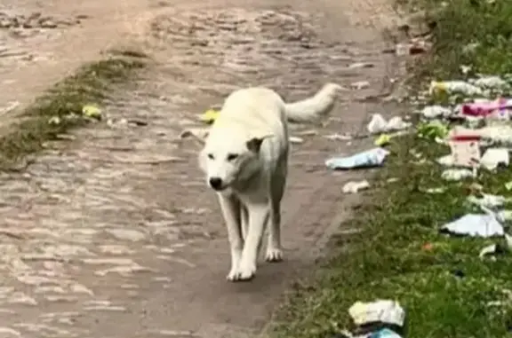 Собака найдена: ул. Загородная, Авангардное