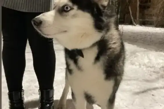 Найдена собака, Екатеринбург, фото: Хаски найден в парке, ул. Шевченко, Екб
