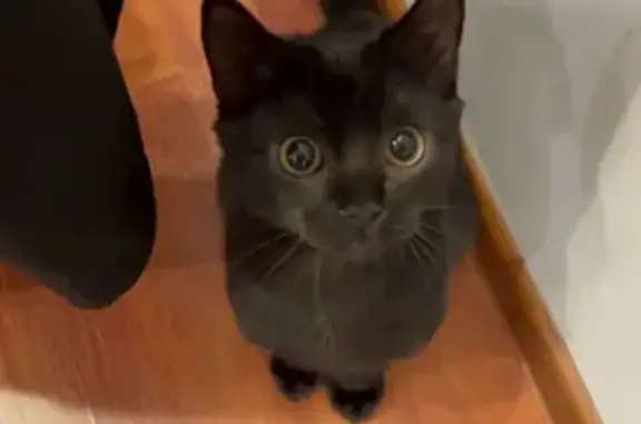 Потерянные животные Лобня, фото: Пропал кот, ул. Чайковского, 11, Лобня