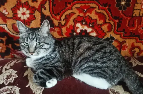Кошки потеряшки, Владивосток, фото: Потеряшка серый кот, Шахтёрская 14, Владивосток