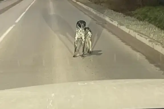 Собака найдена: Центральная ул, 69Б