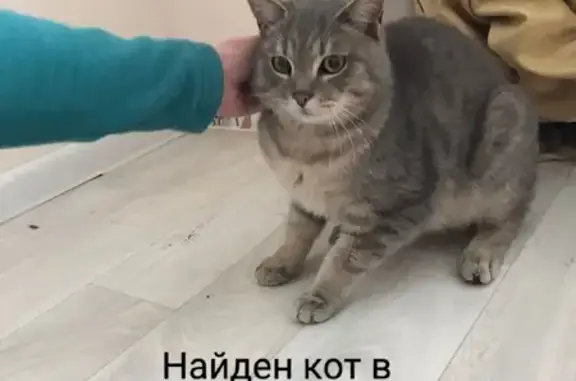 Кошка найдена в Новоленино, Иркутск