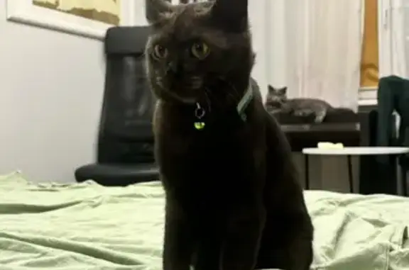 Потерянные животные Лобня, фото: Пропала кошка, ул. Чайковского 11, Лобня