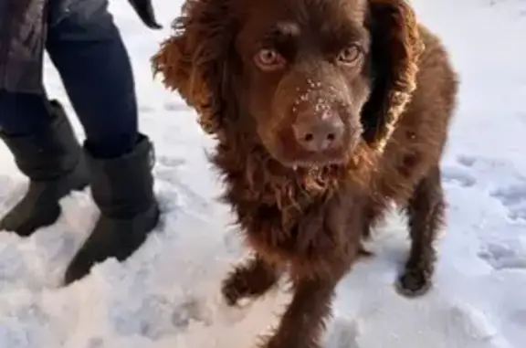 Найдена собака, Ташкичуйское, фото: Собака найдена у деревни Таш-Кичу