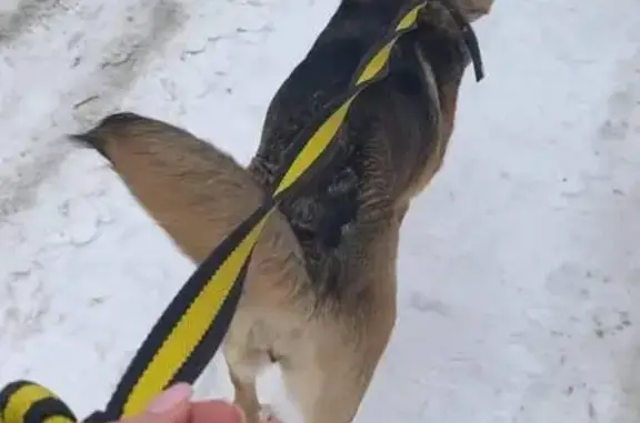 Собаки потеряшки, , фото: Потеряшка собака, ул. Гудованцева, 71а к3