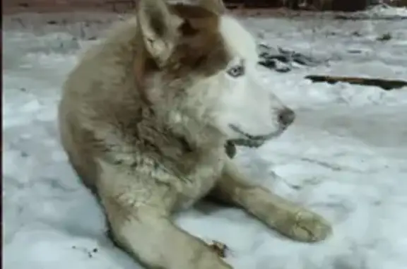 Пропала хаски, ул. Никитина, 16Б, Томилино