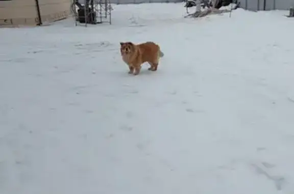 Собака найдена: Знаменская, 46Н-02042, 74