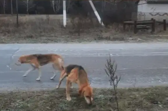 Гончая найдена в Карамышево, Липецк